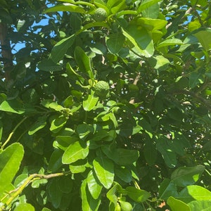 Kaffir Lime Leaves/Makrut Leaves