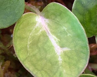 Anthurium Chocolate Crystal x Doc Block F2 - 1 Seedlings - 1-2 leaves - Pink - Velvet- Bright unique veins - Glittery - GC