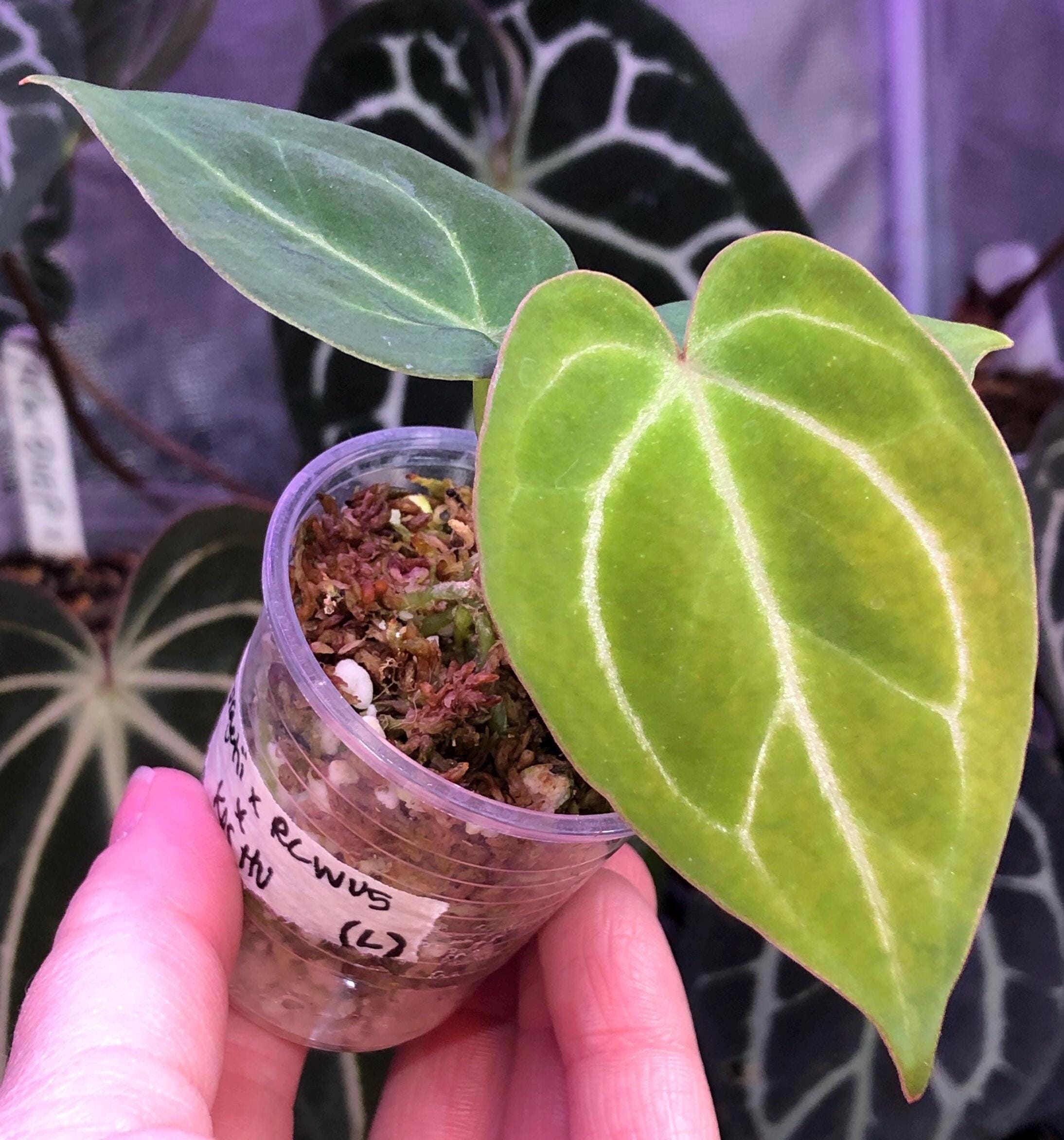 Anthurium Kos X Red Crystal - Etsy