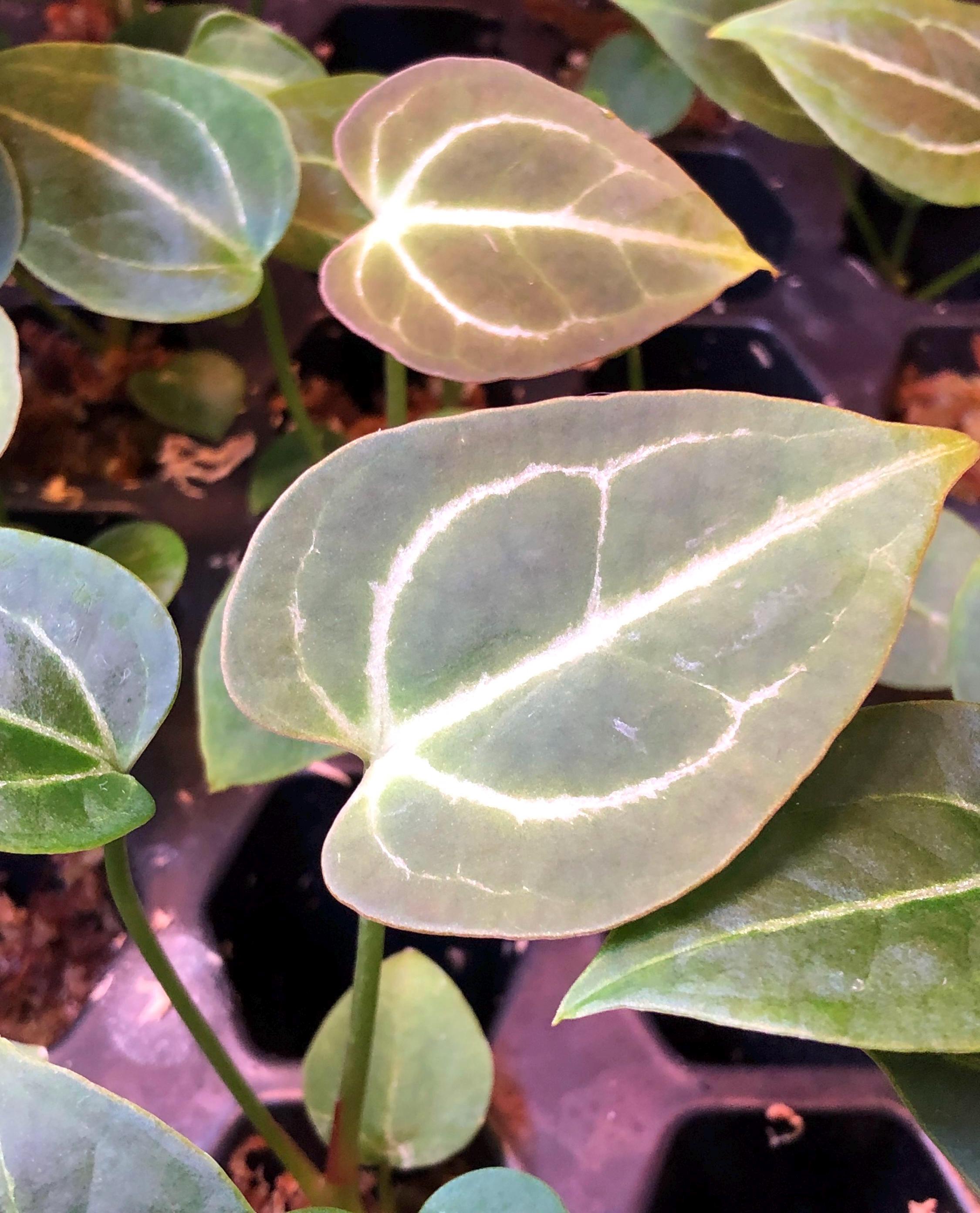 Anthurium - 2 - Chocolate Crystal X Raspberry Noid - 2 Seedlings ...