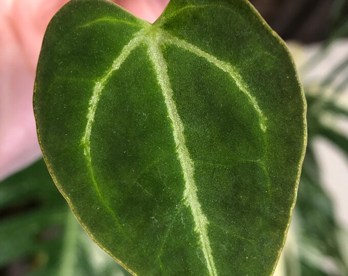 Anthurium Seedling - Chocolate Crystal X Raspberry Noid, Glittery Veins ...