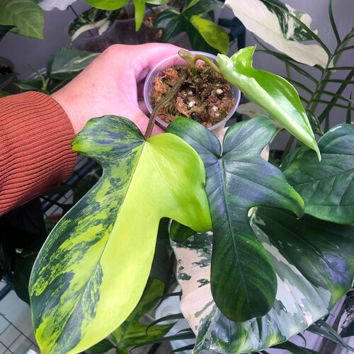 Philodendron Florida shops Beauty- Rooted & Growing- BEAUTIFUL variegation in the stems and nodes