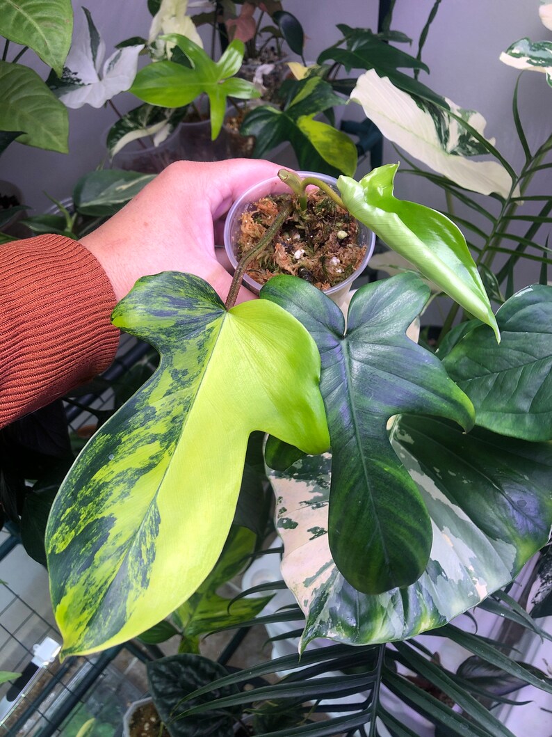 Philodendron Florida shops Beauty- Rooted & Growing- BEAUTIFUL variegation in the stems and nodes
