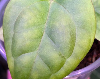 Anthurium Seedling- Dorayaki x Forgetii Silver (mother) x LUXURIANS (pollen parent) - Bullet- Round - bubbly - 1 seedling G - EXACT plant