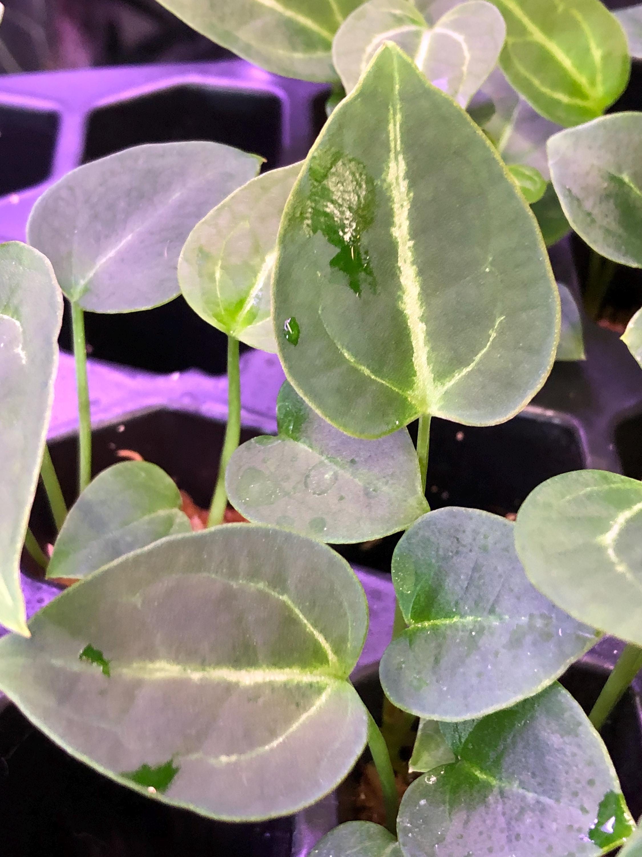 Anthurium - 2 - Chocolate Crystal X Raspberry Noid - 2 Seedlings ...