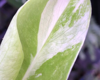 Monstera Albo/ Albo Monstera- HIGHLY Variegated- actively growing - lightly rooted-Variegated/Variegata- Wishlist- EXACT plant