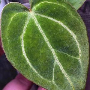 Anthurium Kos X Red Crystal - Etsy
