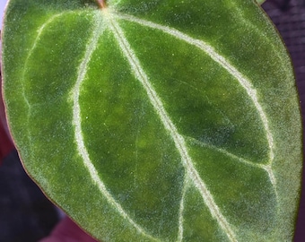 Anthurium RC X KOS Seedling , Forgetii - King of Spades HU, (A