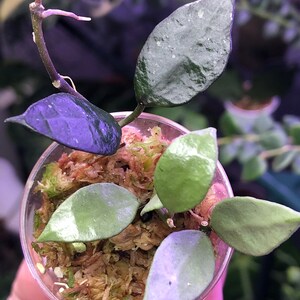 限定0709 *ホヤ*hoya *ラクノーサ * LOUISA'S SILVER | darantonia.com
