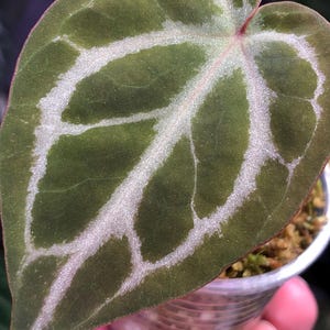 Anthurium Kos X Red Crystal - Etsy