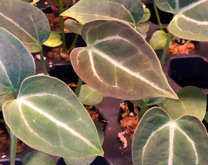 Anthurium - 2 - Chocolate Crystal X Raspberry Noid - 2 Seedlings ...