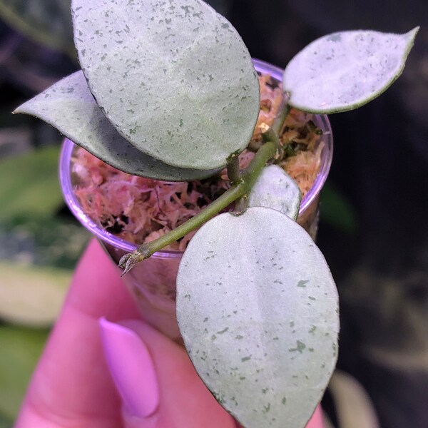 Hoya Lacunosa Silver Mint Coin- lightly rooted - actively growing - Exact plant