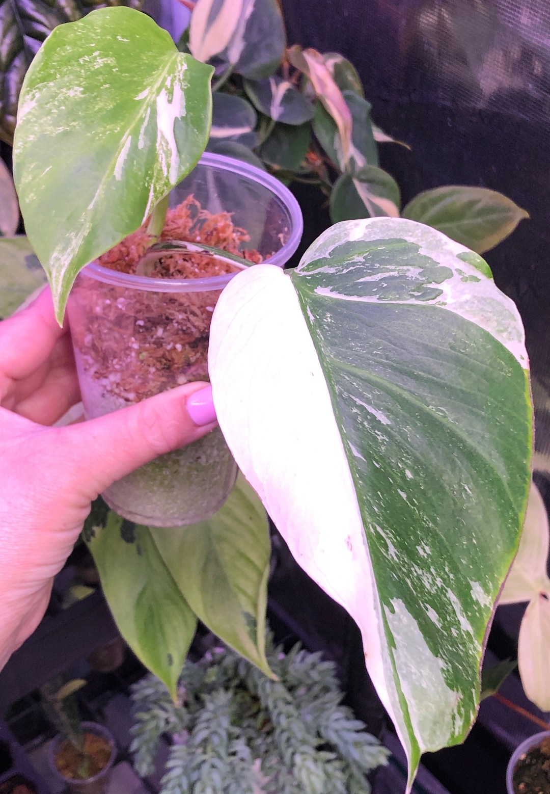 Monstera Albo/ Albo Monstera HIGHLY Variegated Actively Growing Lightly
