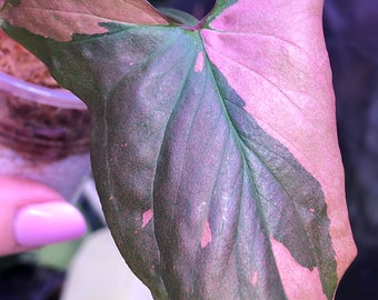 Syngonium Pink Splash - lightly rooted - actively growing- PINK plant - EXACT plant