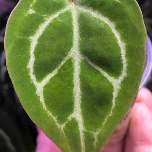 Anthurium Kos Hu - Etsy