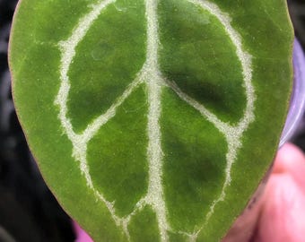 Anthurium RC X KOS Seedling , Forgetii - King of Spades HU, (A