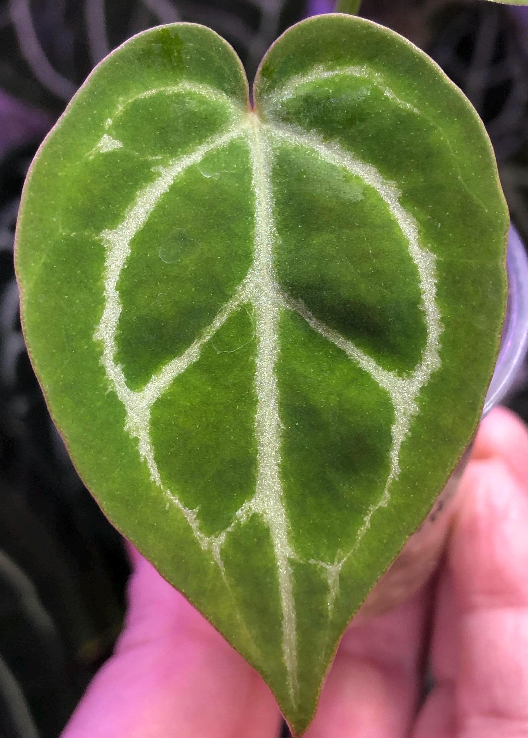 Anthurium Kos Hu - Etsy