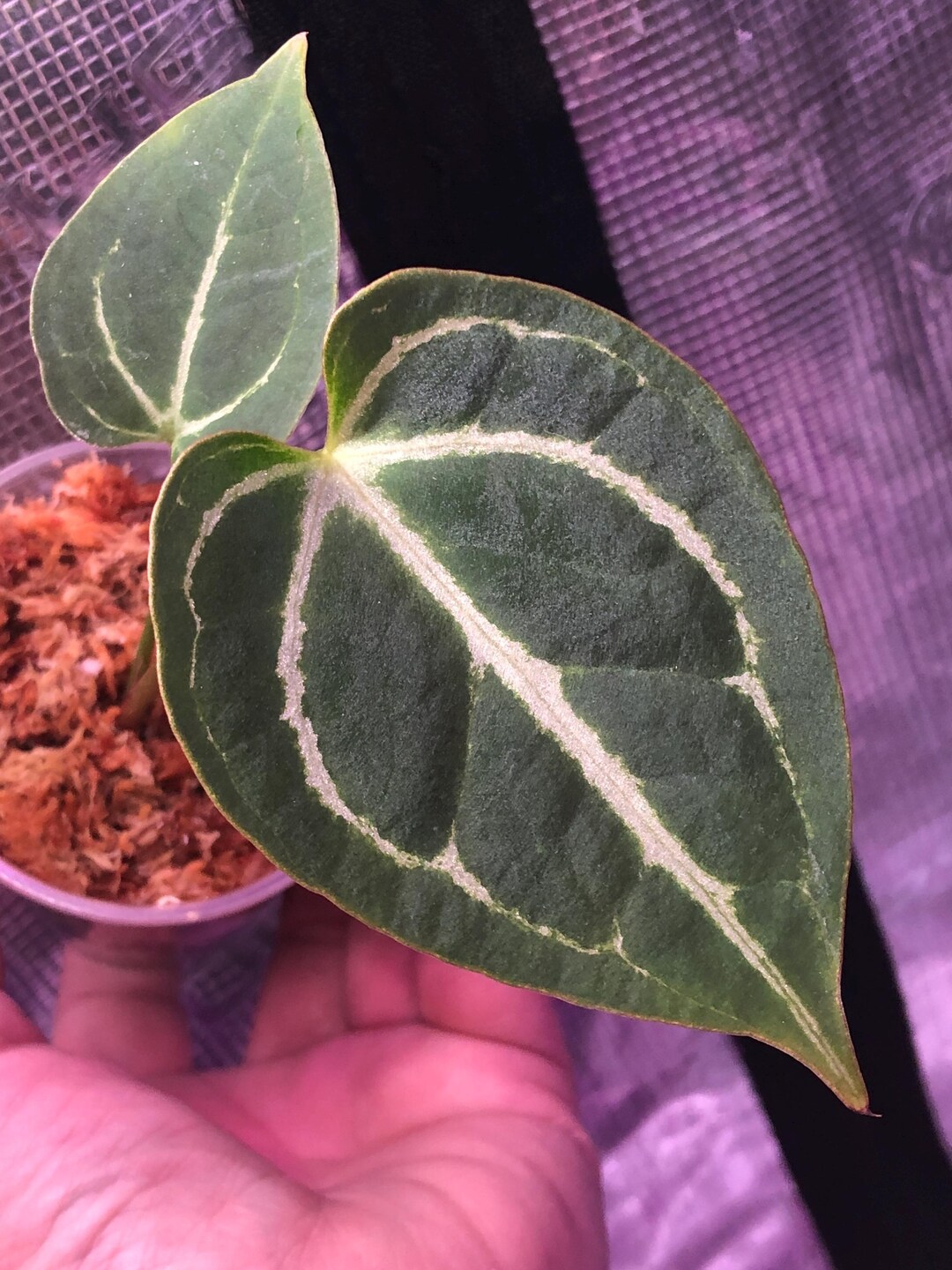 Anthurium Chocolate Crystal X Raspberry NOID Seedling - Electric Veins ...
