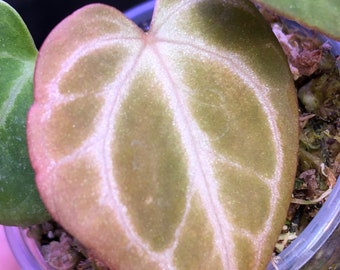 Anthurium Hybrid Seedling- 1 seedling - Magnificum (mom)  x Dorayaki x Forgetii Silver (pollen parent)  - EXACT plant