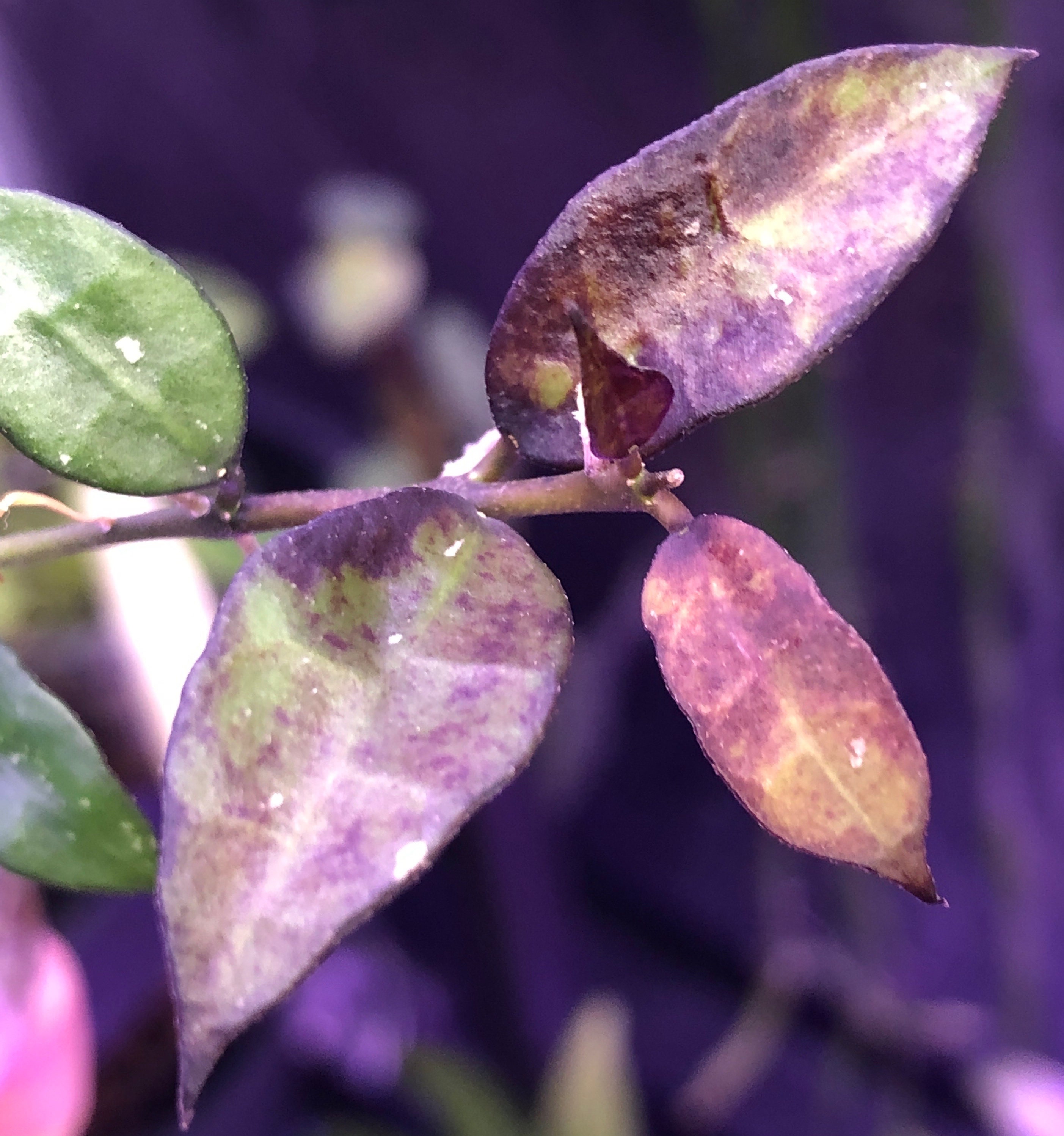 韓国 ファッション通販 Hoya Lacunosa - Royal Flush - Lightly Rooted- Actively その他観葉植物