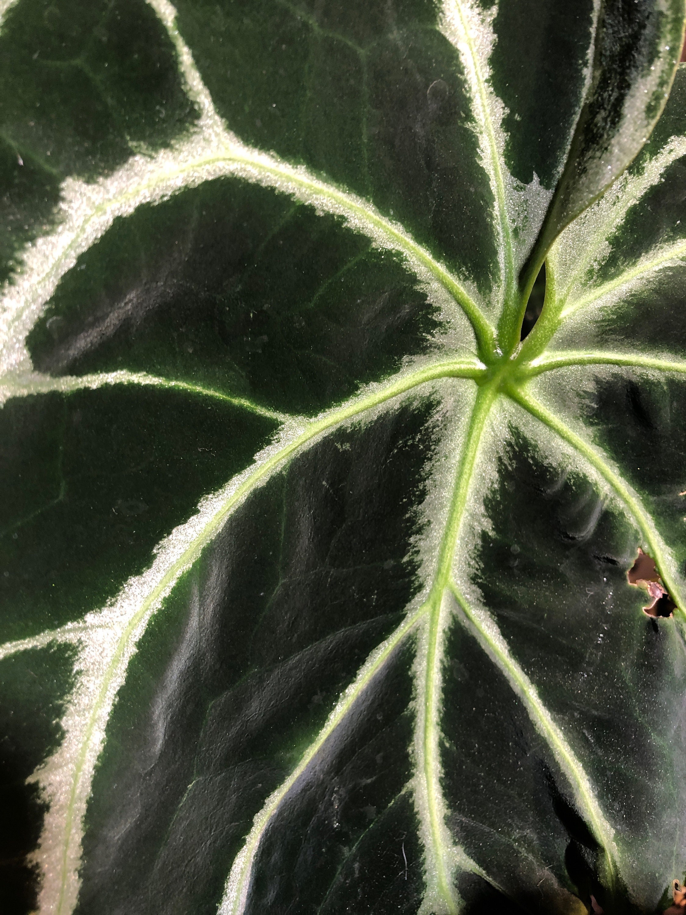 2 Anthurium Seedlings - Dorayaki X Forgetii Silver X