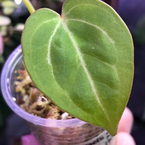 Anthurium King of Spades X Red Crystallinum - Etsy