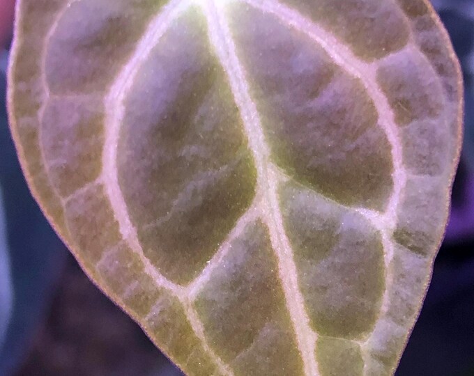 Anthurium Chocolate Crystal X Raspberry Noid - 1 Seedling - (C)- Velvet ...