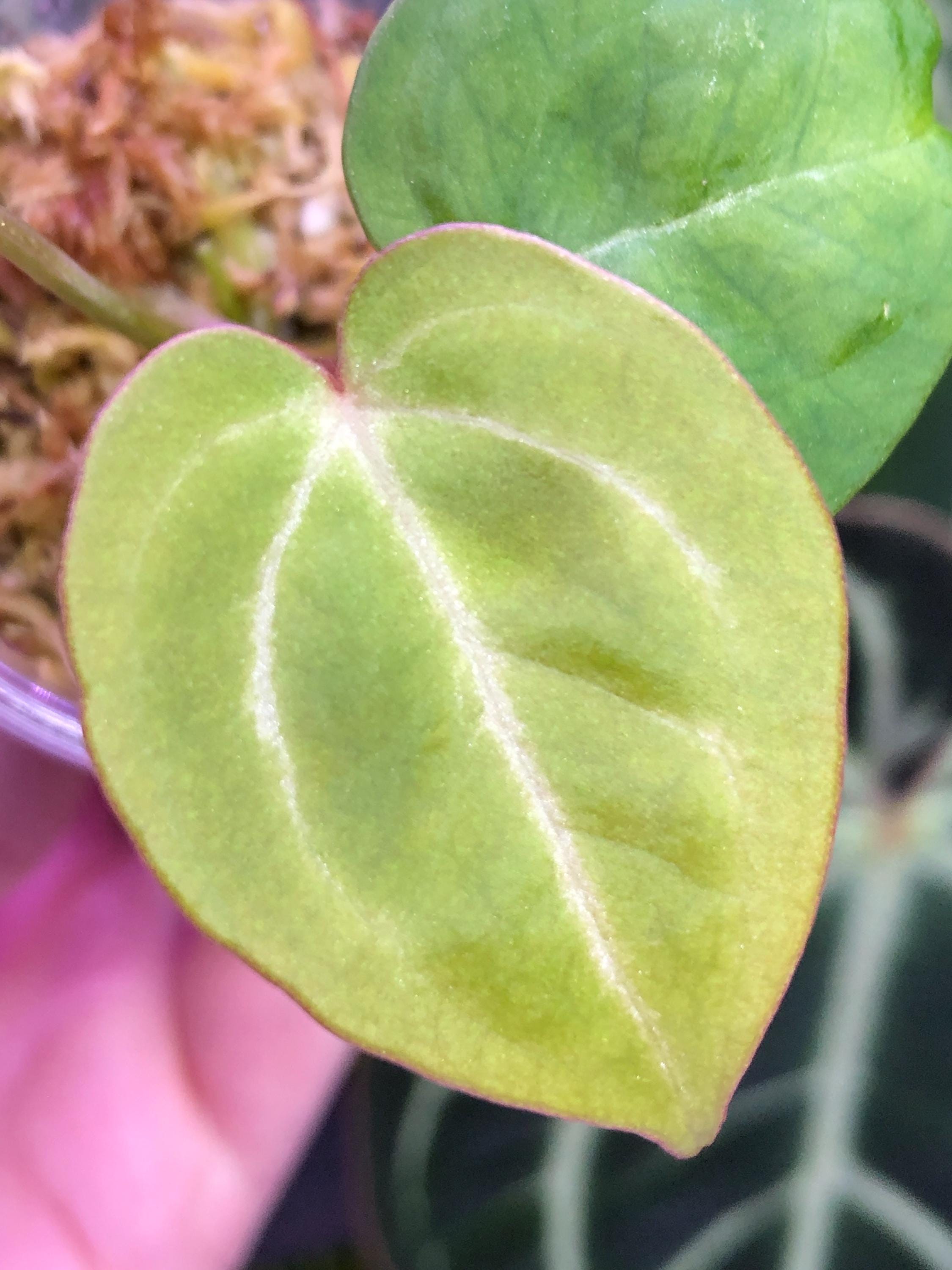 Anthurium King of Spades X Red Crystallinum - Etsy