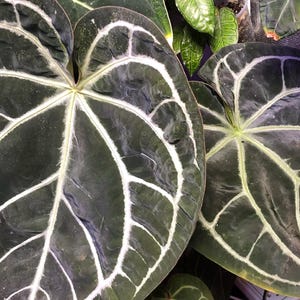 アンスリウム　SKG Silver×BlackGHOST anthurium ?media_id=3613868207217917743