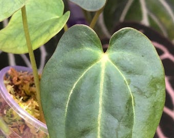 Anthurium RC X KOS Seedling , Forgetii - King of Spades HU, (A