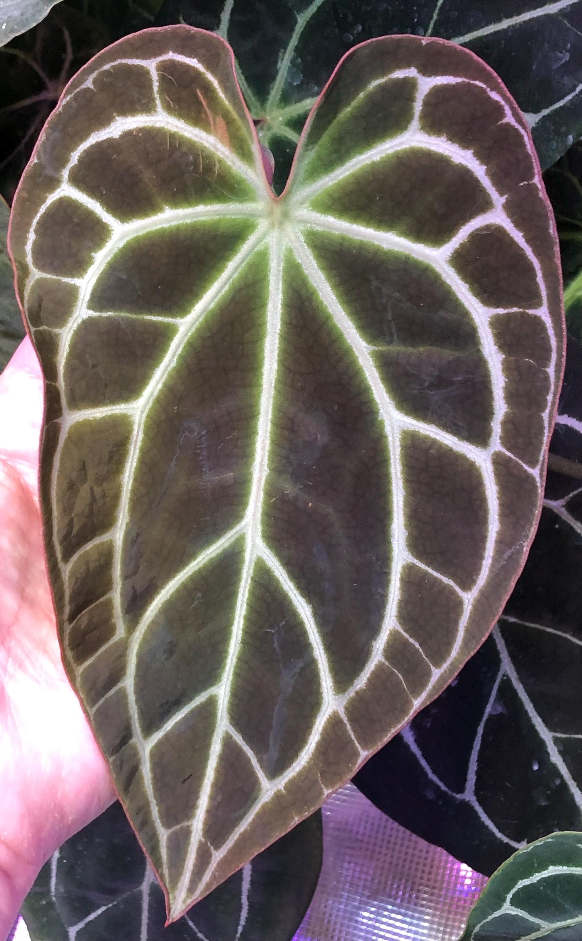 Anthurium - 2 - Chocolate Crystal X Raspberry Noid - 2 Seedlings ...