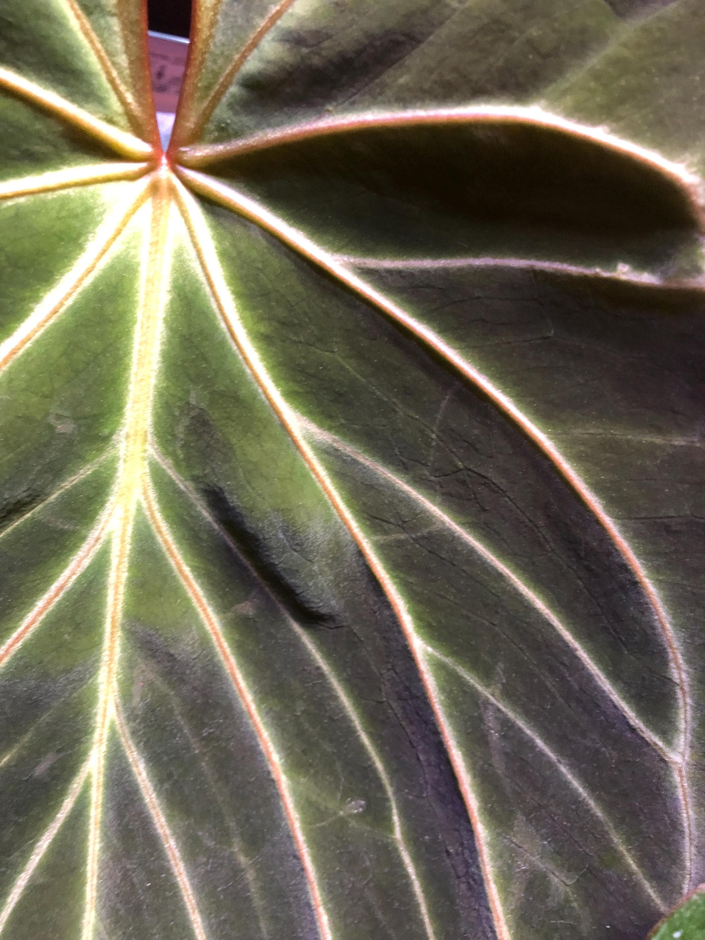 アンスリウムKOS from HU Kos X Hu - Etsy