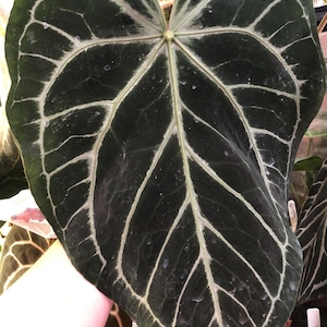 Anthurium Red Crystal X Carla x Forgetii - 1 Seedling - Red / Pink veins - Velvet- Bright unique veins - Glittery - Growers Choice