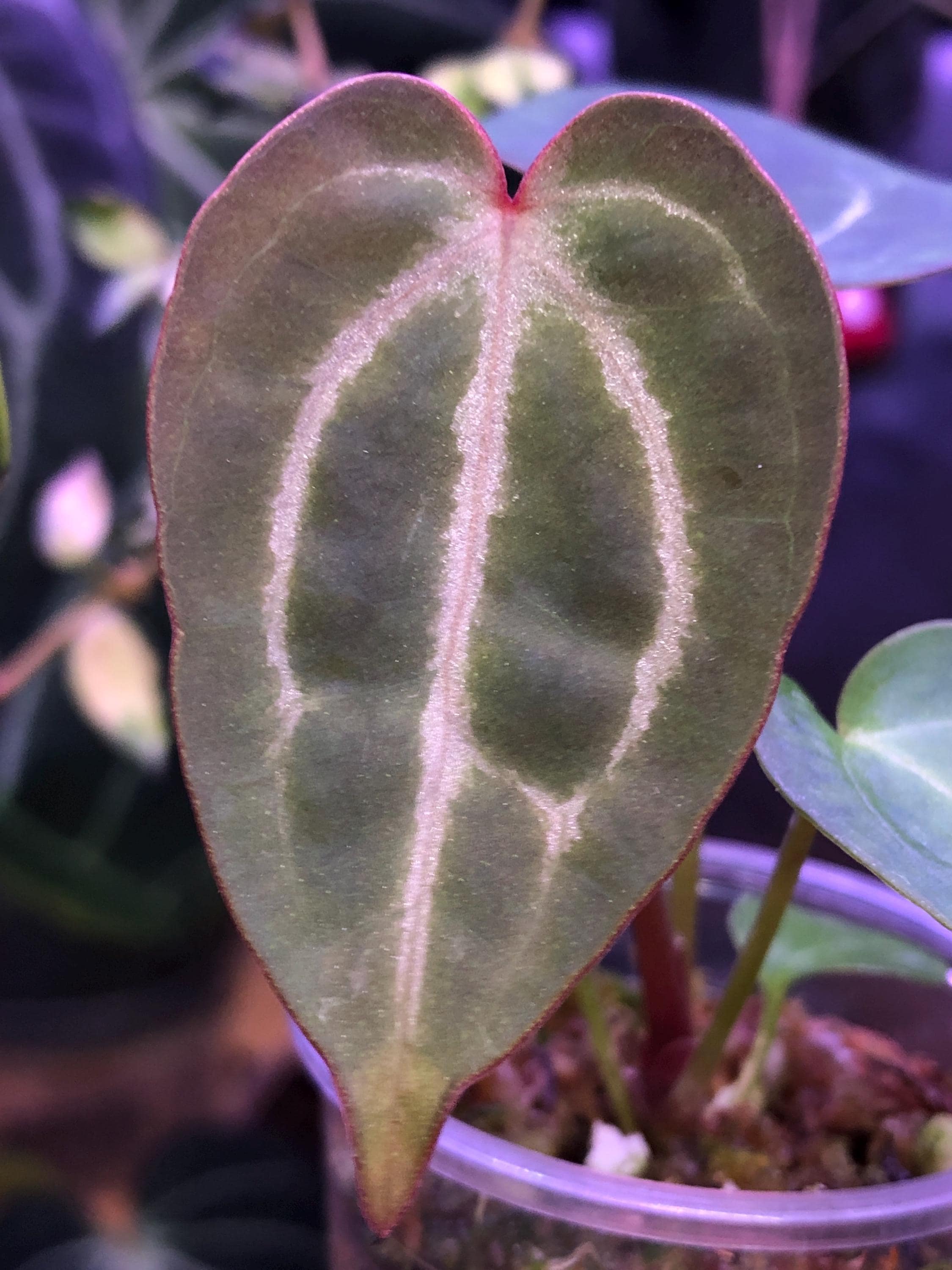 Anthurium Red Crystal X Carla X Forgetii- 1 Seedling - (B) -red