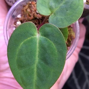 Anthurium Carlablackiae - Etsy
