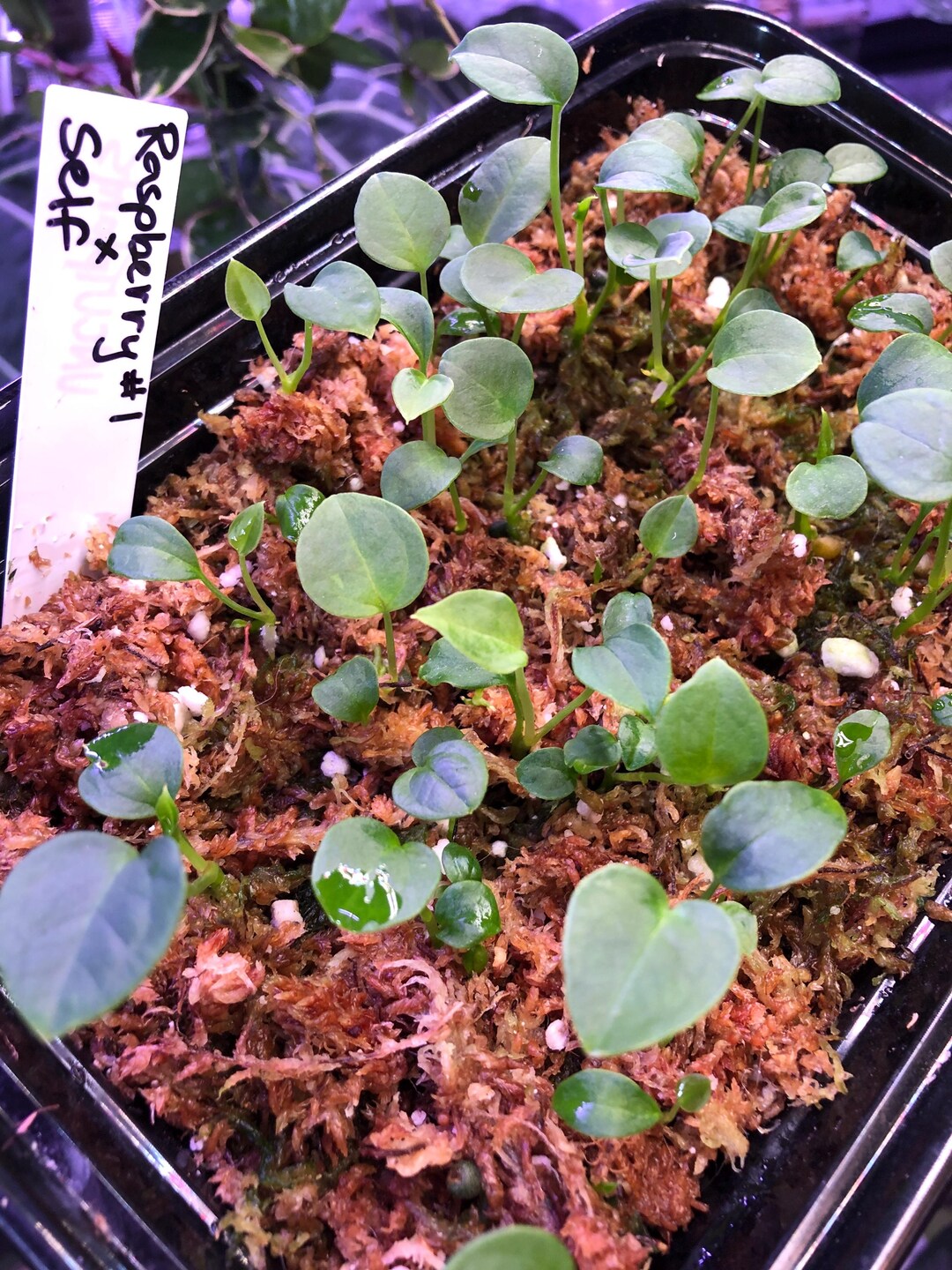 A. Raspberry NOID X Self - 1 Seedling- Anthurium Seedling- Blueish Gray ...