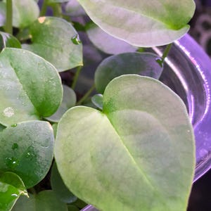 Anthurium Hybrid (4) -Forgetii Black x Besseae Aff Pink- 4 Seedlings- 1-2 leaf-  Dark -velvety- electric veins - Growers Choice