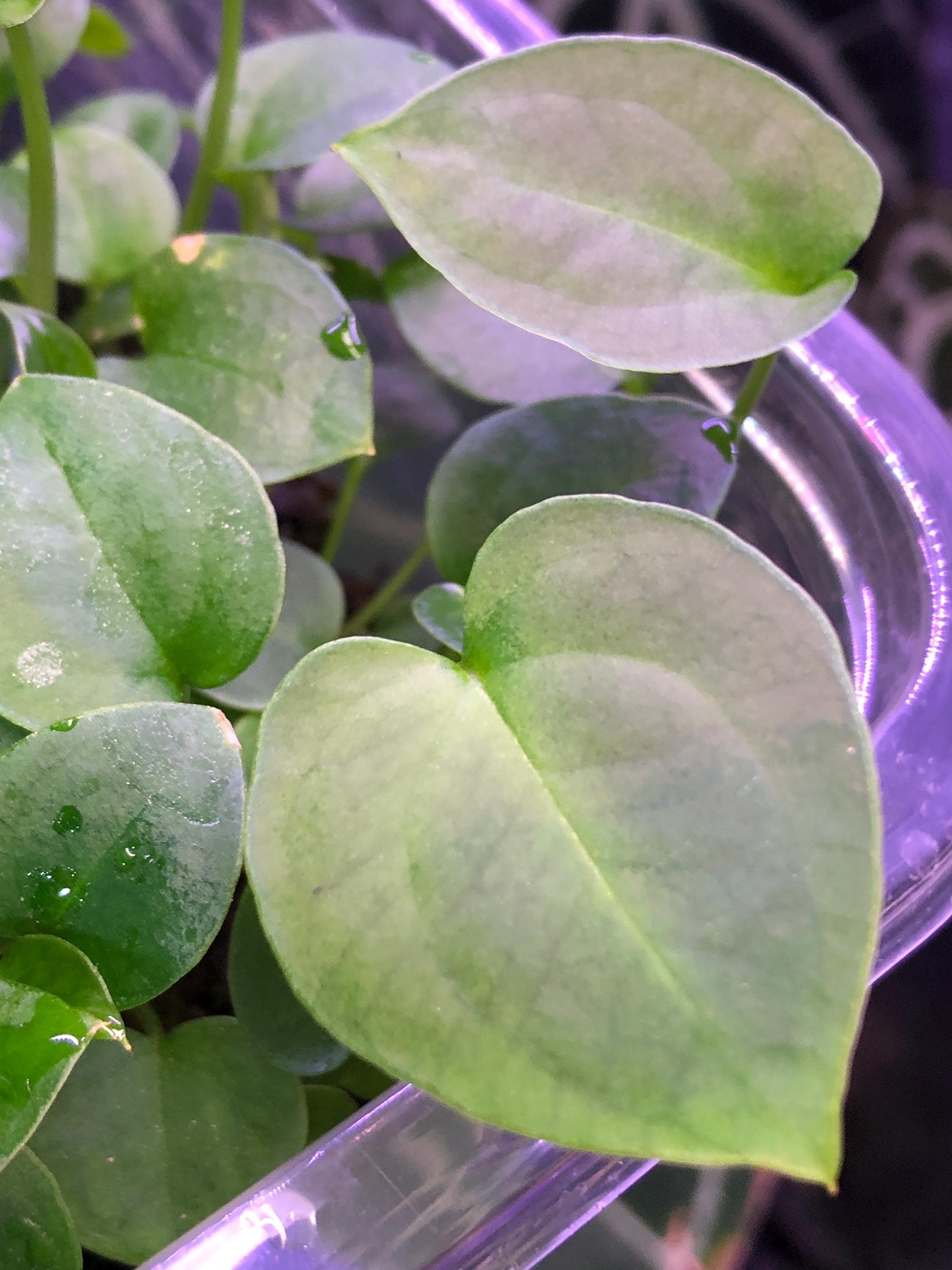 Anthurium Hybrid (4) -Forgetii Black x Besseae Aff Pink- 4 Seedlings- 1-2 leaf-  Dark -velvety- electric veins - Growers Choice