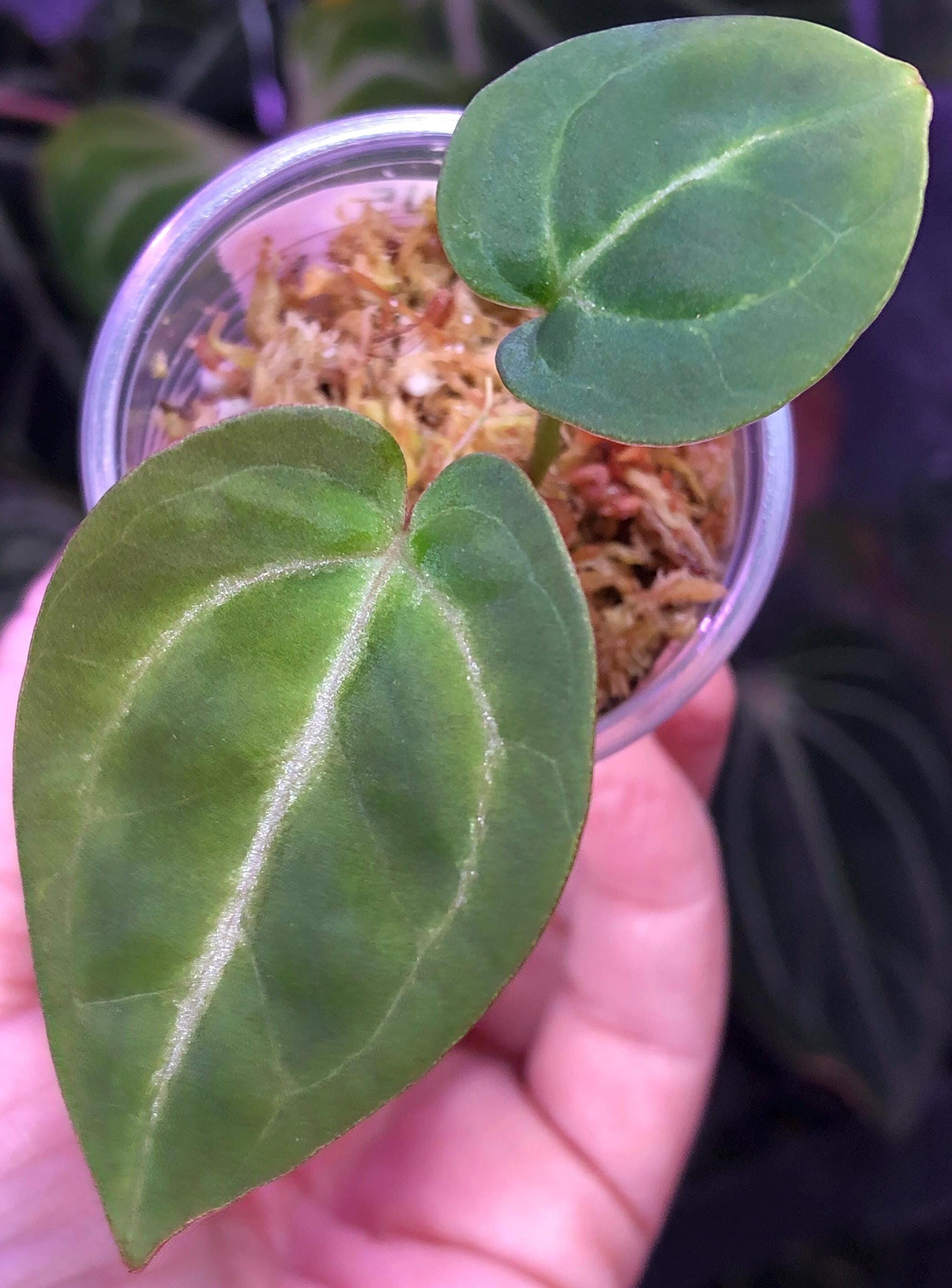 Anthurium RC X KOS Seedling , Forgetii - King of Spades HU, (A