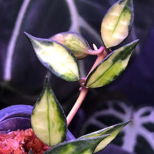 Hoya Lacunosa Variegated - Variegata - lightly rooted - growing- Gorgeous - pink edges - INNER variegation - Exact plant