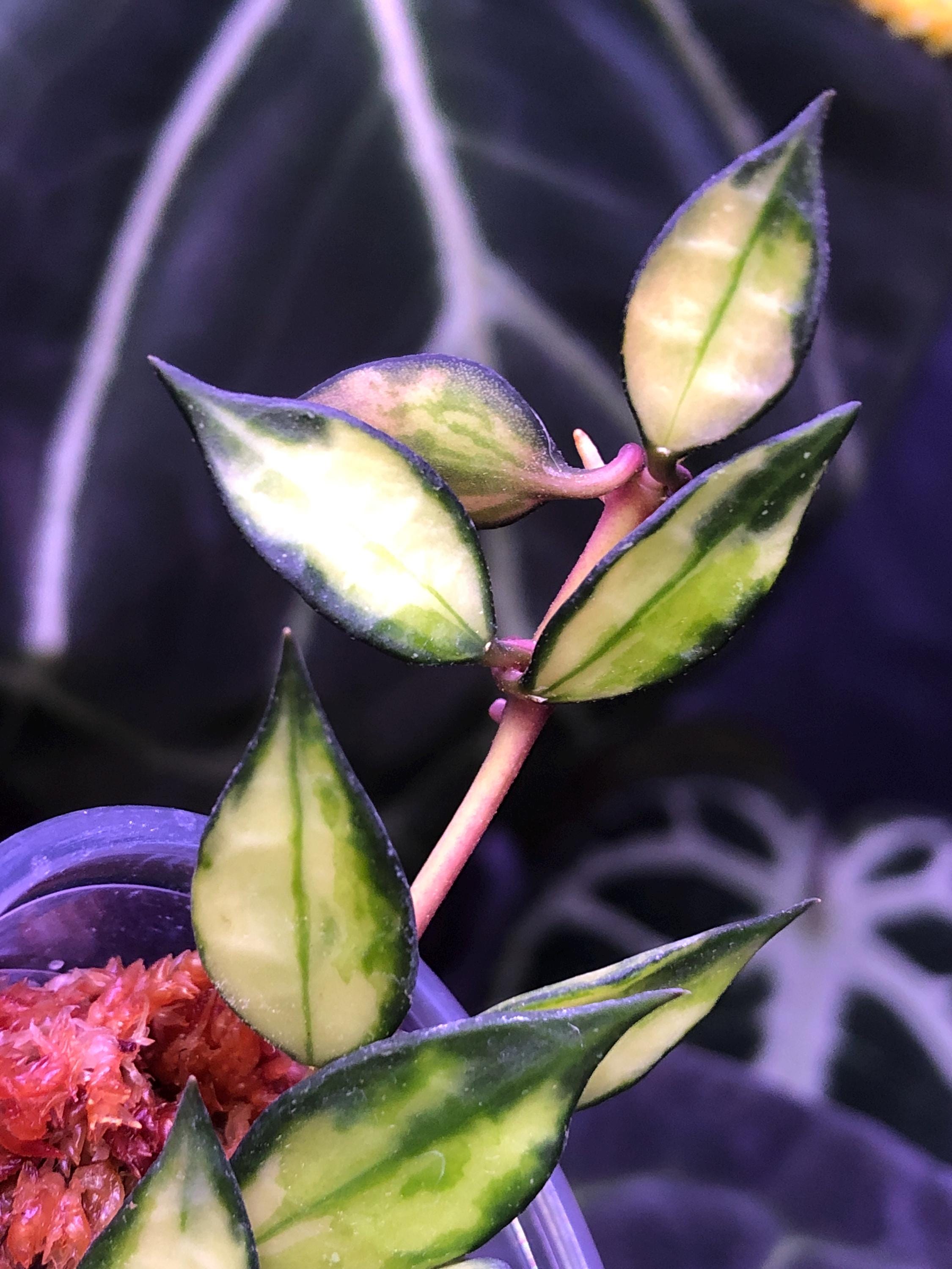 Hoya Lacunosa Variegated - Variegata - Lightly Rooted - Growing