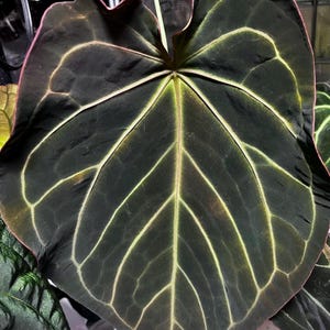 Anthurium King of Spades X Red Crystallinum - Etsy