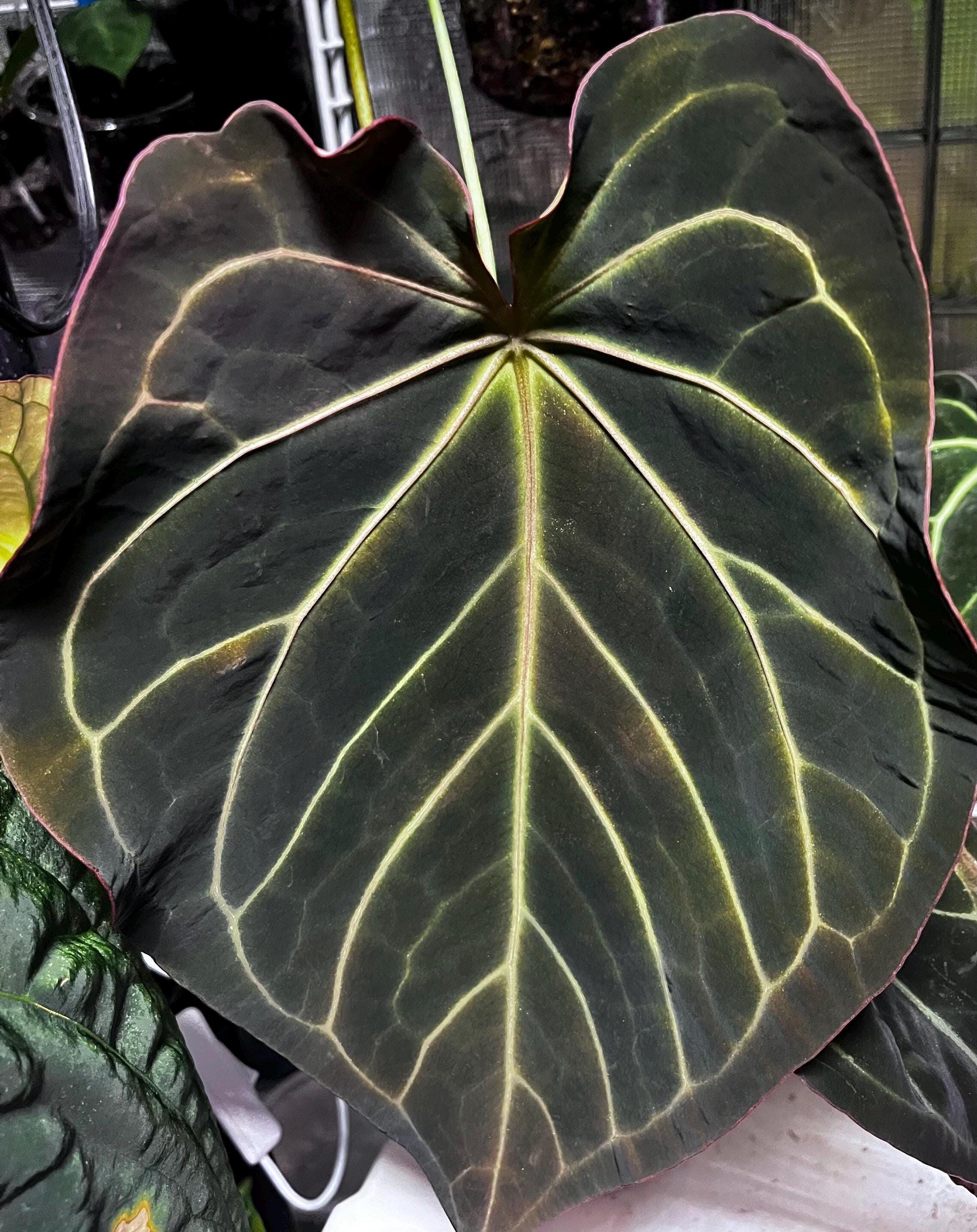 蘑*o様 アンスリウム King of Spades x Red Crystal Anthurium King of Spades x Red Crystallinum — Aroidasia