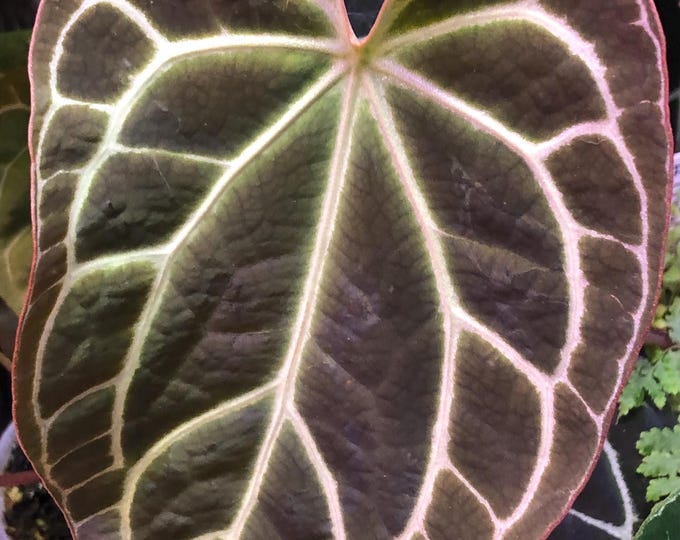 Anthurium Hybrid- 4 - Chocolate Crystal X Raspberry Noid - 4 Seedlings ...