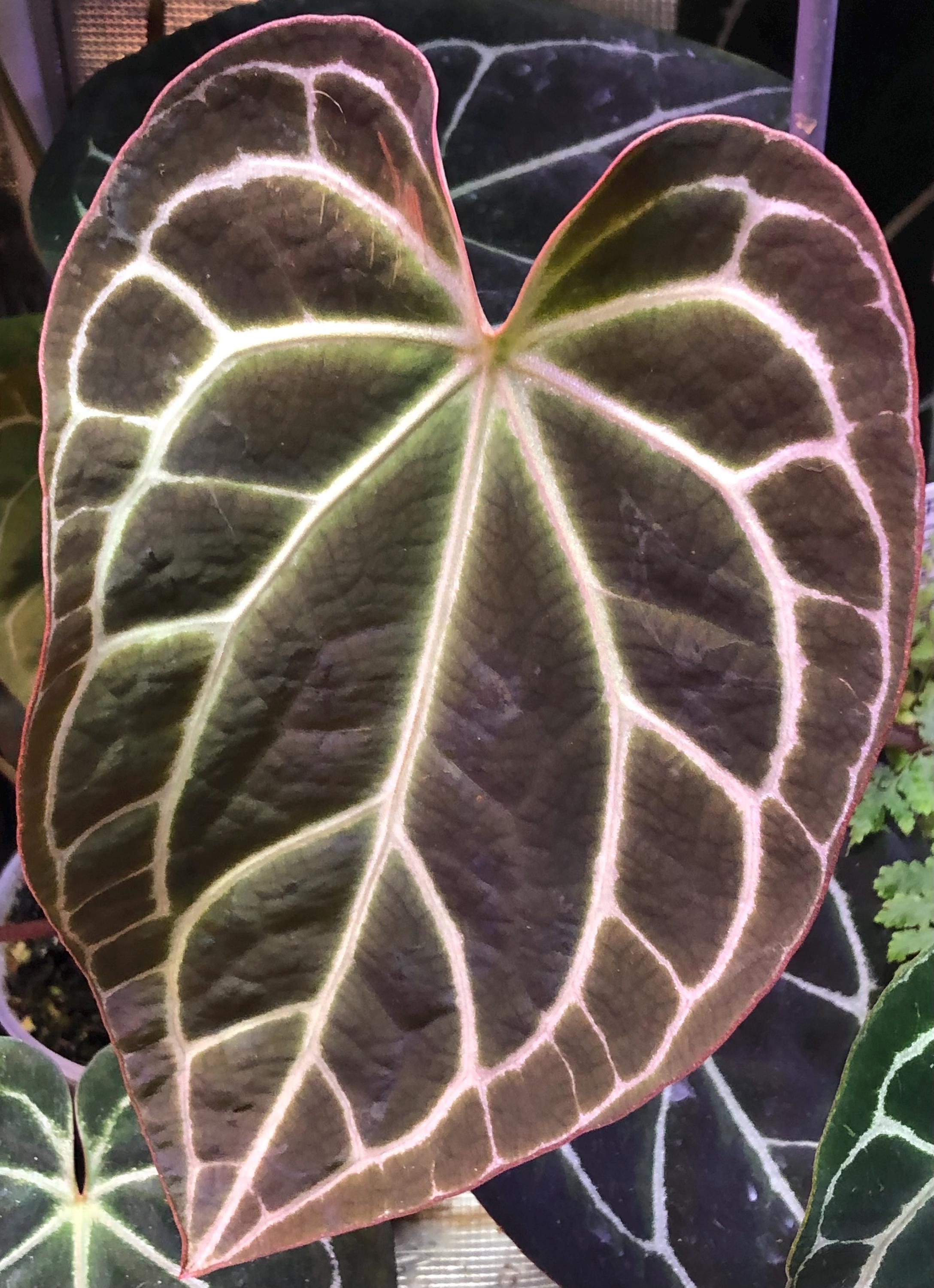 Anthurium Chocolate Crystal X Raspberry Noid - 1 Seedling - (C)- Velvet ...