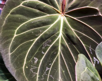 Anthurium Silver Tiger X Clarinervium Starter Plant (ALL STARTER