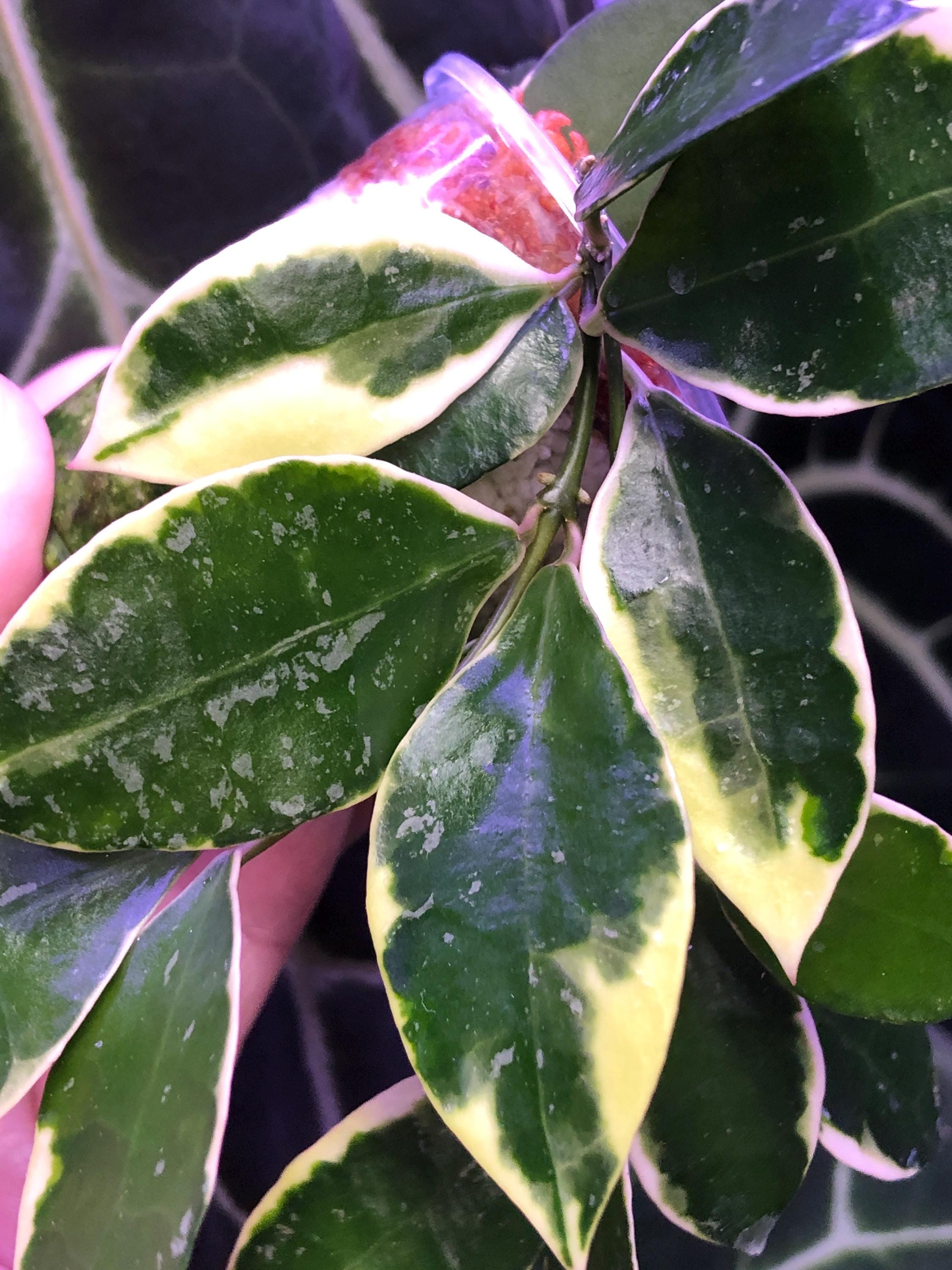 Hoya Lacunosa Asami- Lightly Rooted - Growing -2 Growth Points