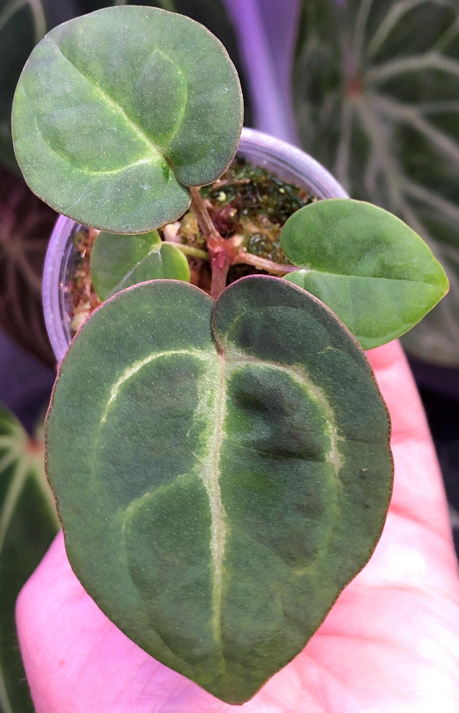 Anthurium Forgetii X RC X Carla Seedlings- Red Crystal