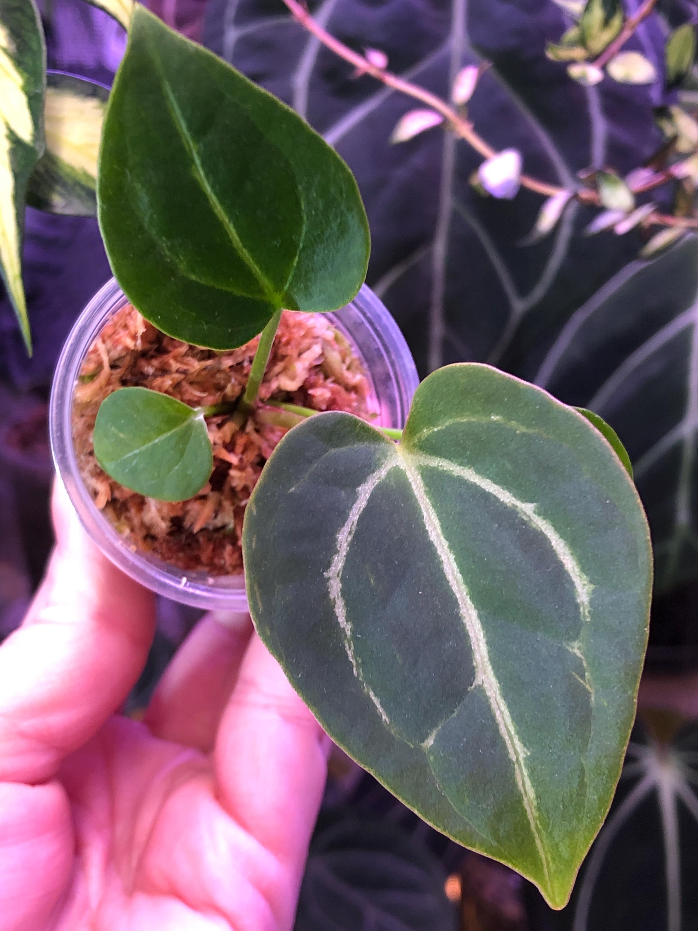 Anthurium Chocolate Crystal X Raspberry Noid - 1 Seedling - (C)- Velvet ...