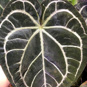 Anthurium Silver Blush X Michelle - Etsy